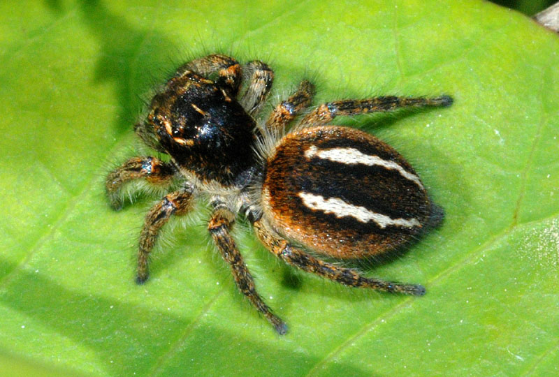 Philaeus chrysops